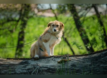 Roxy - eine sensible Begleiterin