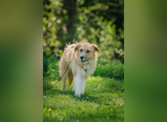Roxy - eine sensible Begleiterin