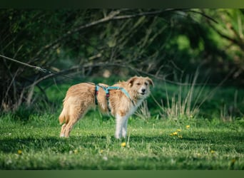 Roxy - eine sensible Begleiterin