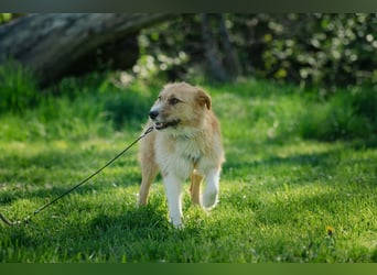 Roxy - eine sensible Begleiterin