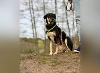 Elke - eine ruhige Hündin