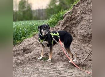 Elke - eine ruhige Hündin