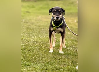 Elke - eine ruhige Hündin