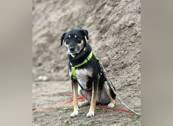 Elke - eine ruhige Hündin