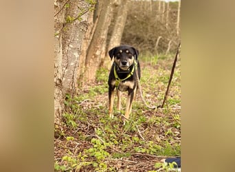 Elke - eine ruhige Hündin