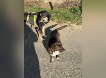 Elke - eine ruhige Hündin