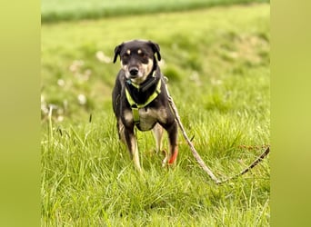 Elke - eine ruhige Hündin