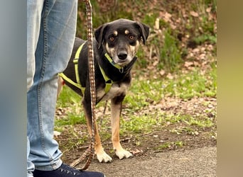 Elke - eine ruhige Hündin