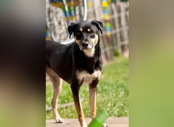 Elke - eine ruhige Hündin