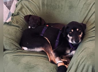 Elke - eine ruhige Hündin