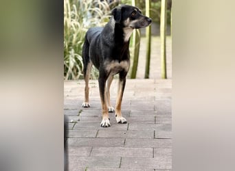 Elke - eine ruhige Hündin