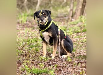 Elke - eine ruhige Hündin