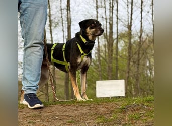 Elke - eine ruhige Hündin