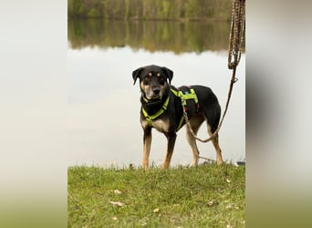 Elke - eine ruhige Hündin