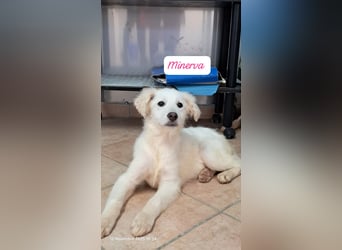 Minerva sucht ihre Menschen