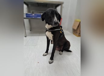 Luna sucht ihr Zuhause