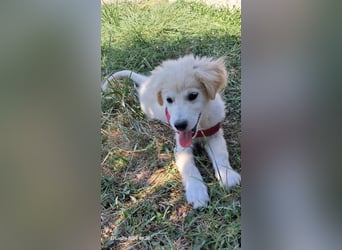 Molly sucht ihre Herzensmenschen