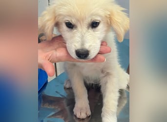 Molly sucht ihre Herzensmenschen