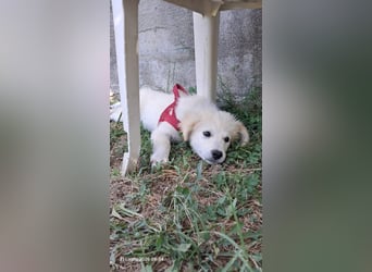 Molly sucht ihre Herzensmenschen