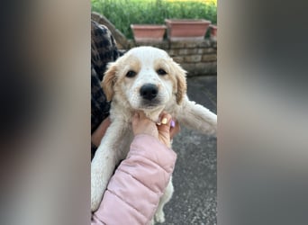 Giada sucht ihre Familie