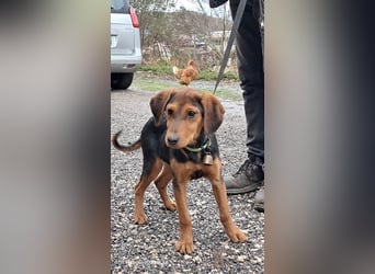 Romeo sucht seine Menschen