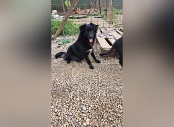 Giada sucht ihr für immer Zuhause