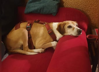 Tolle Hündin sucht ihr Glück