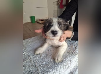 Joau möchte ankommen