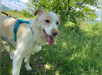 Brandy sucht sein Glück