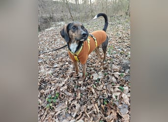 Bim - aktive Knutschkugel sucht ihr Zuhause