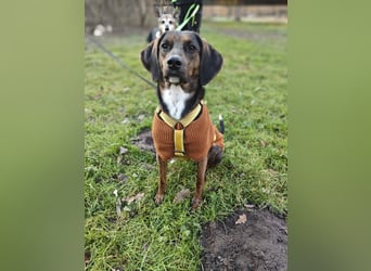 Bim - aktive Knutschkugel sucht ihr Zuhause