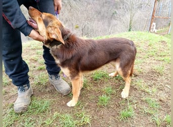 Chiko sucht sein für immer Zuhause