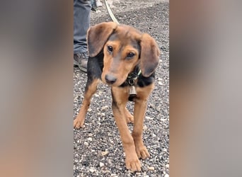 Romeo sucht seine Menschen