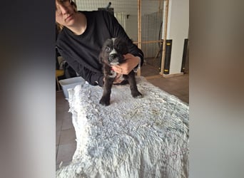 Carmelita sucht ihr für immer Zuhause