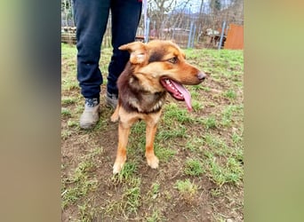Chiko sucht sein für immer Zuhause