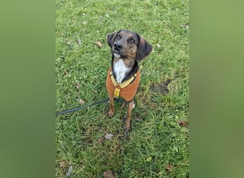 Bim - aktive Knutschkugel sucht ihr Zuhause