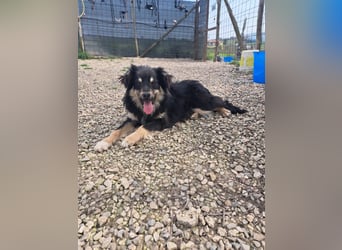 Geda sucht ihr Zuhause