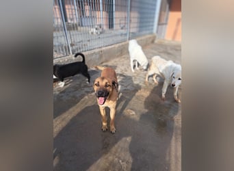 Torquato sucht sein Glück