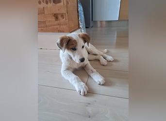 Maddy sucht ihre Herzensmenschen
