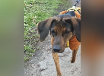 Bim - aktive Knutschkugel sucht ihr Zuhause