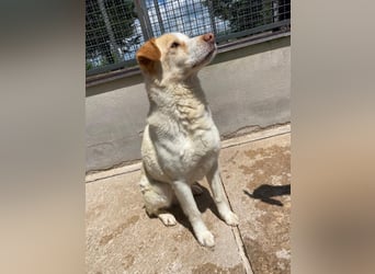 Brandy sucht sein Glück