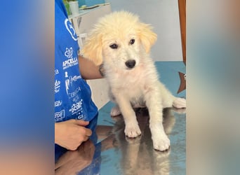 Molly sucht ihre Herzensmenschen