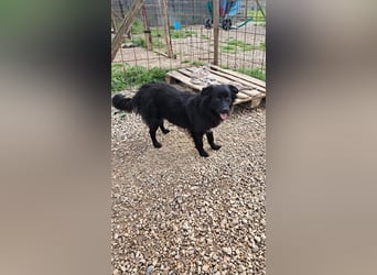 Giada sucht ihr für immer Zuhause