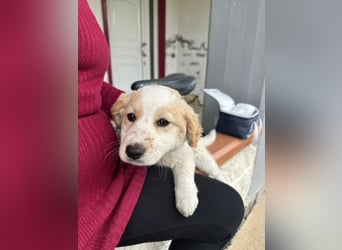 Giada sucht ihre Familie