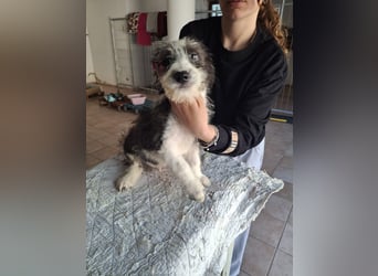 Joau möchte ankommen