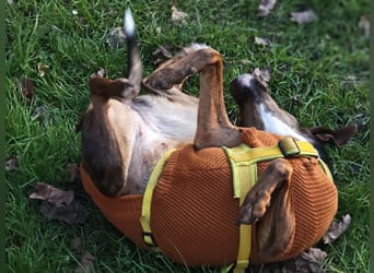 Bim - aktive Knutschkugel sucht ihr Zuhause