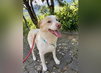 Brandy sucht sein Glück