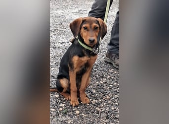 Romeo sucht seine Menschen