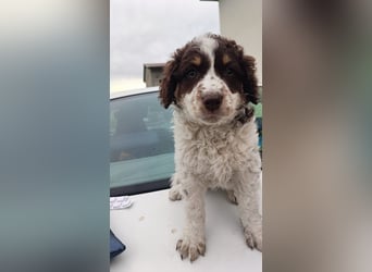Polly sucht ihr Glück
