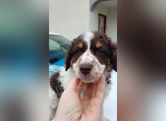 Polly sucht ihr Glück